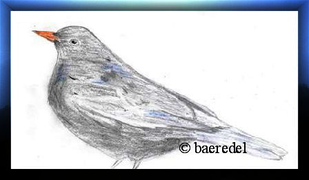 Zeichnung by Baeredel "Amsel"